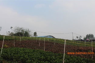 來賓園林綠化工程 南寧提供可信賴的廣西園林綠化工程,來賓園林綠化工程 南寧提供可信賴的廣西園林綠化工程生產廠家,來賓園林綠化工程 南寧提供可信賴的廣西園林綠化工程價格