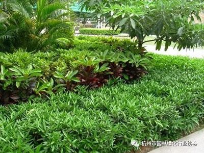 【工程施工】干貨!園林綠化種植技術(shù)17問(wèn)