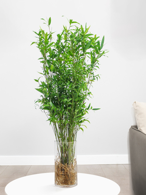 武漢室內(nèi)盆景、花卉養(yǎng)護(hù)與園林綠化工程全解析