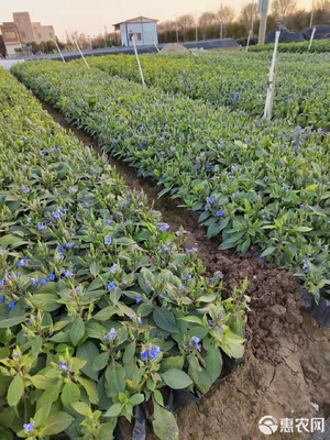 草花之趣 從可愛花袋苗到多元化應(yīng)用場(chǎng)景